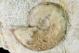 Fossil Ammonite (Dorsetensia & Otoites) Association - England #171272-3
